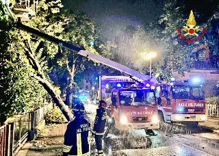 Maltempo nel Fermano: alberi caduti e interventi dei vigili del fuoco, auto danneggiate